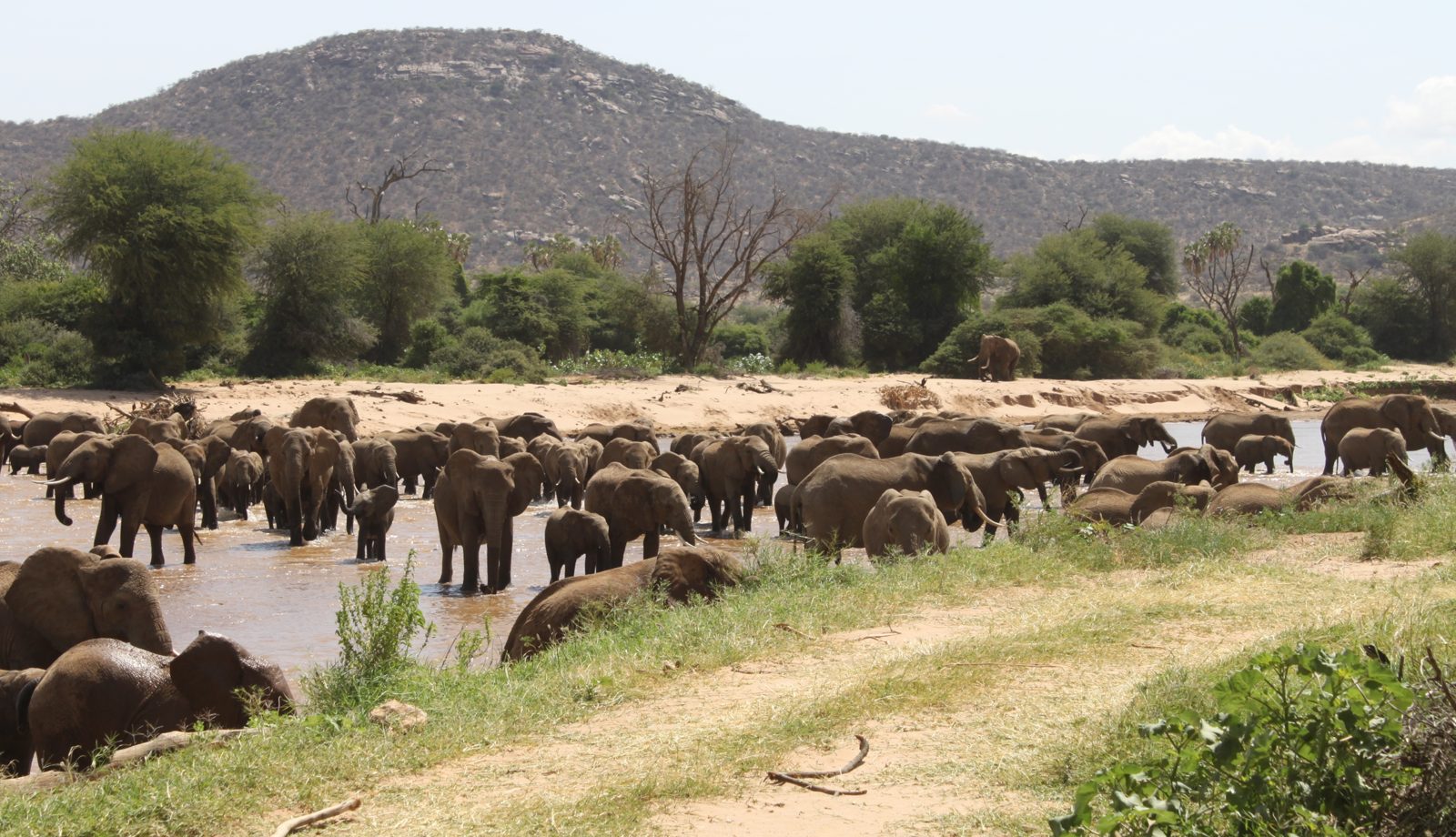 A herd of elephants crossing the Ewaso Ng'iro river in Samburu
