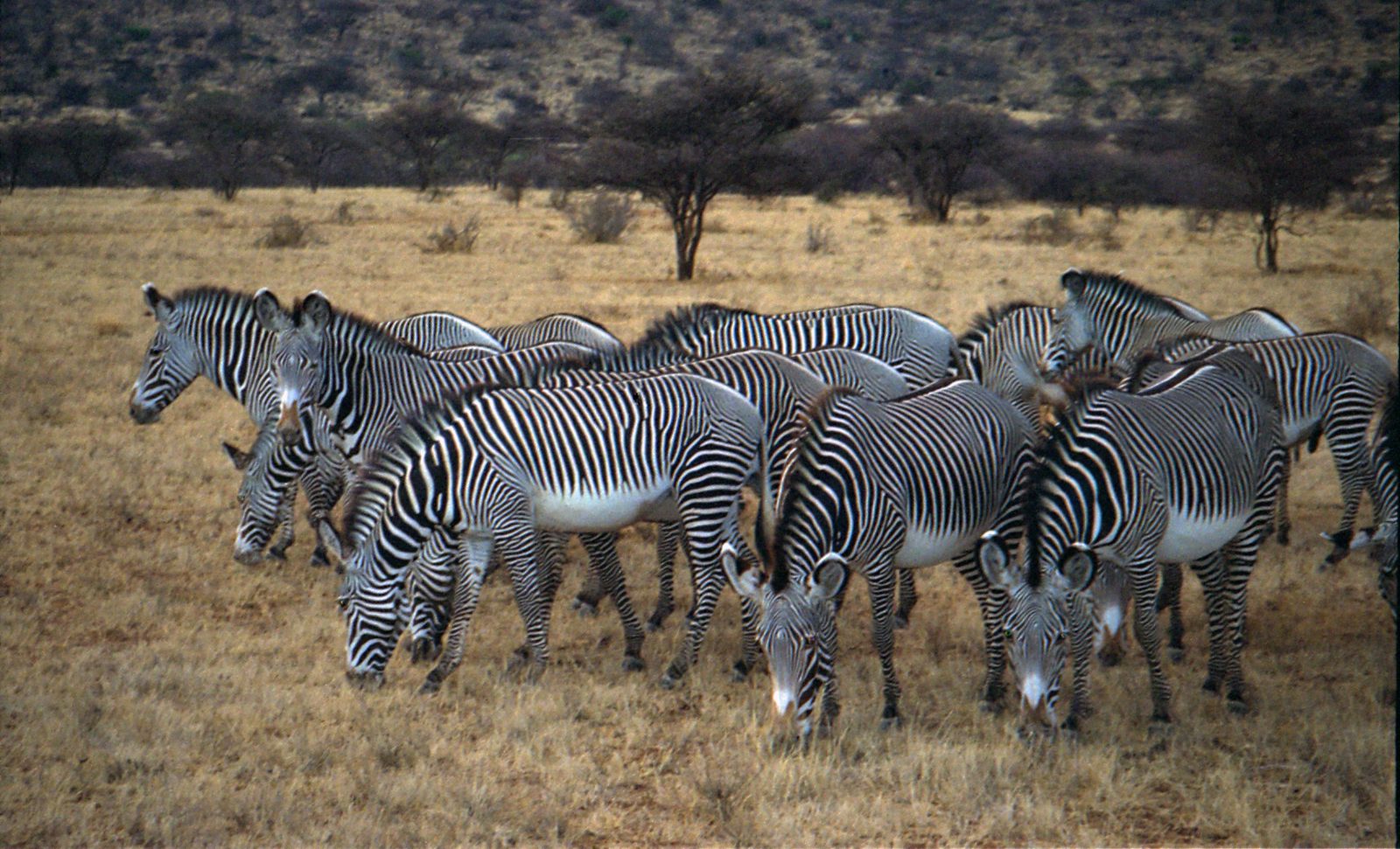 Grevy's zebra standing in dry grassland in Samburu
